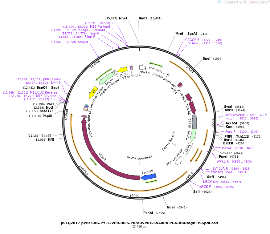 pSLQ2817 pPBCAG-PYL1-VPR-IRES-Puro-WPRE-SV40PA PGK-ABI-tagBFP-SpdCas9质粒图谱